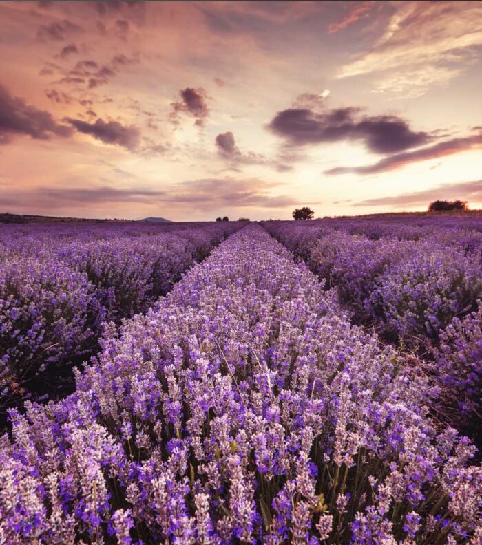 lienzo-lavanda-kandala lienzo-lavanda-kandala
